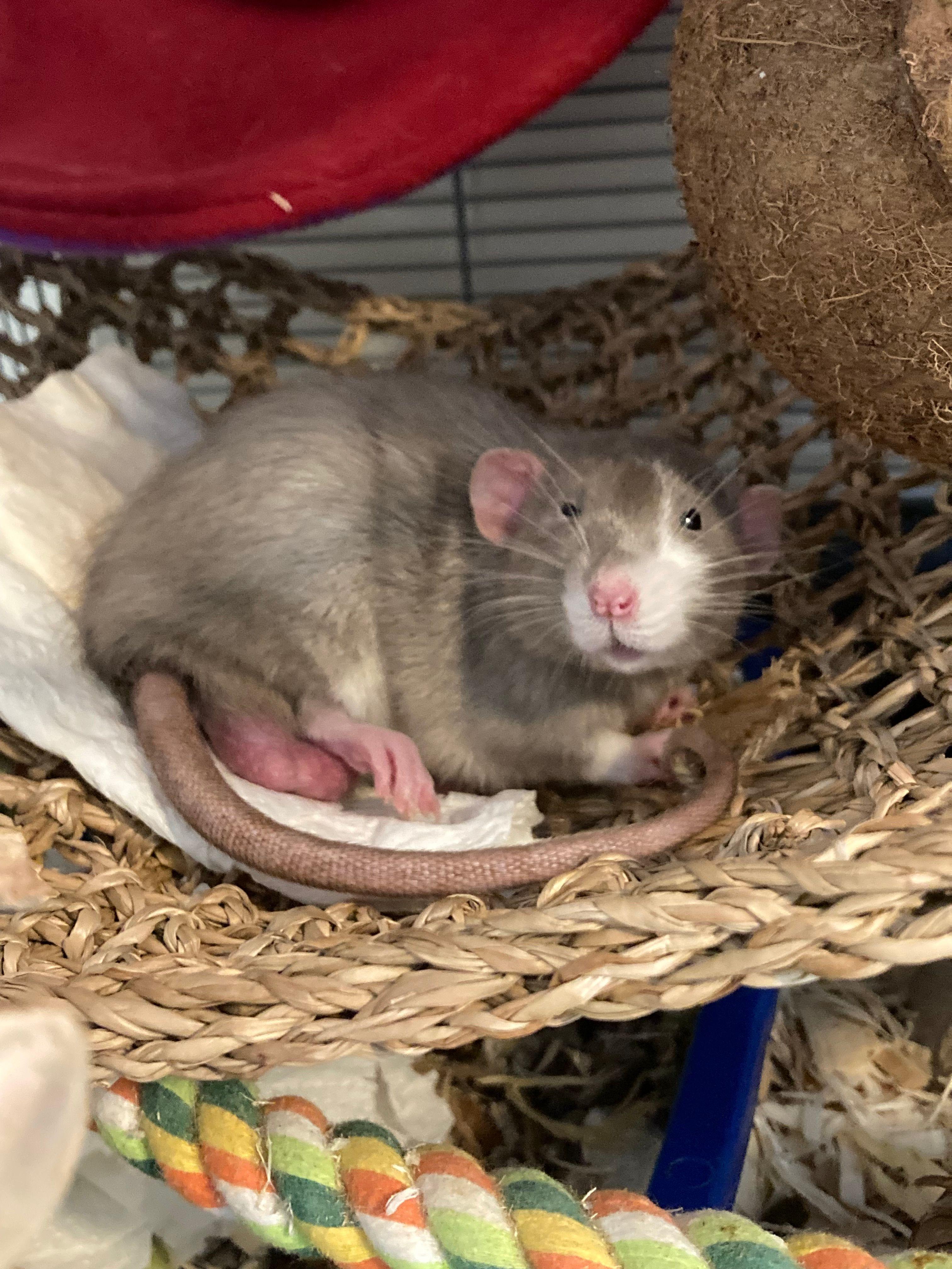 Enlarge Nox, Peridot, Zircon & Obsidian, a ADOPTABLE Rat in Eugene, OR image 5/6