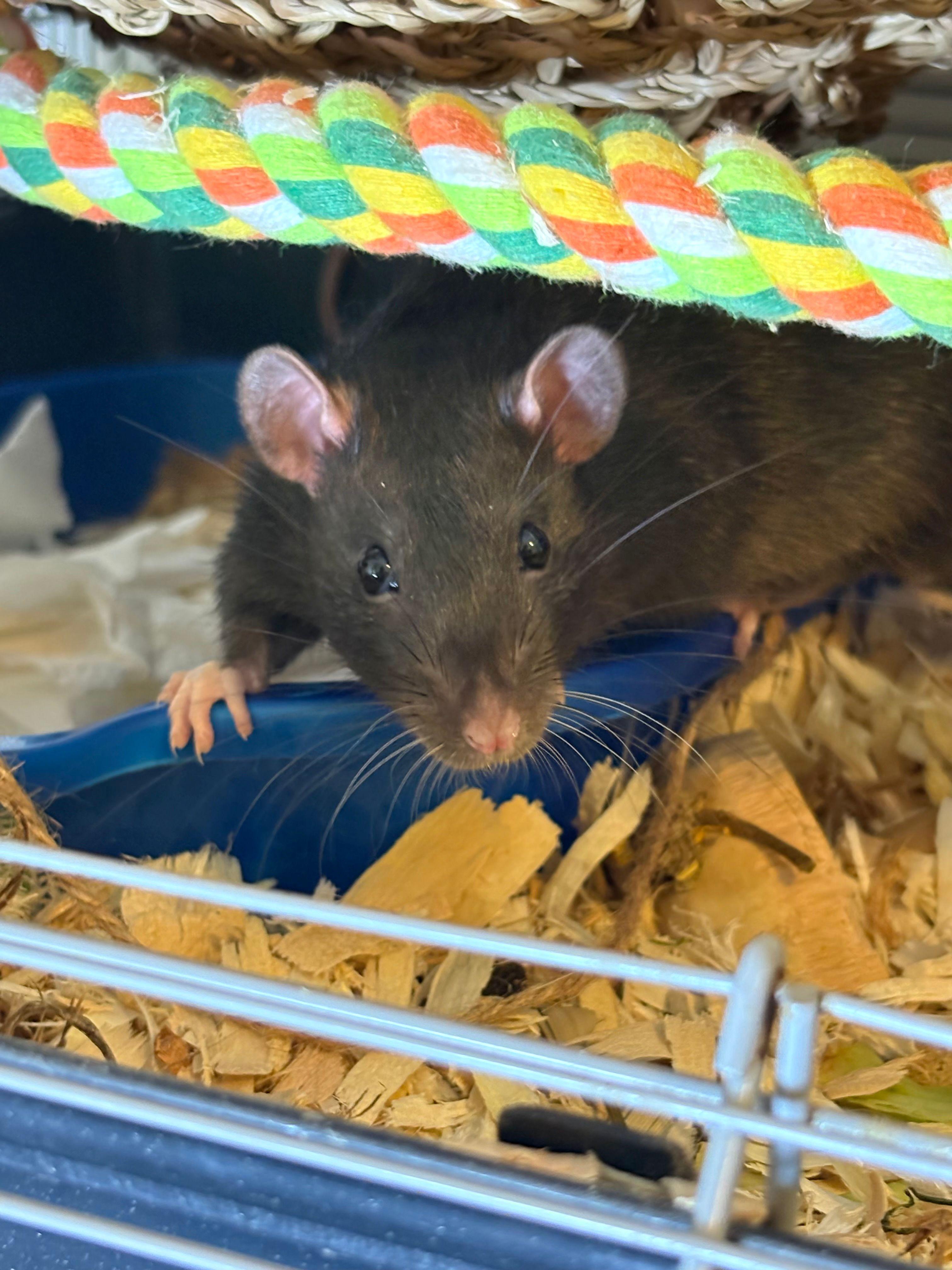 Enlarge Nox, Peridot, Zircon & Obsidian, a ADOPTABLE Rat in Eugene, OR image 4/6