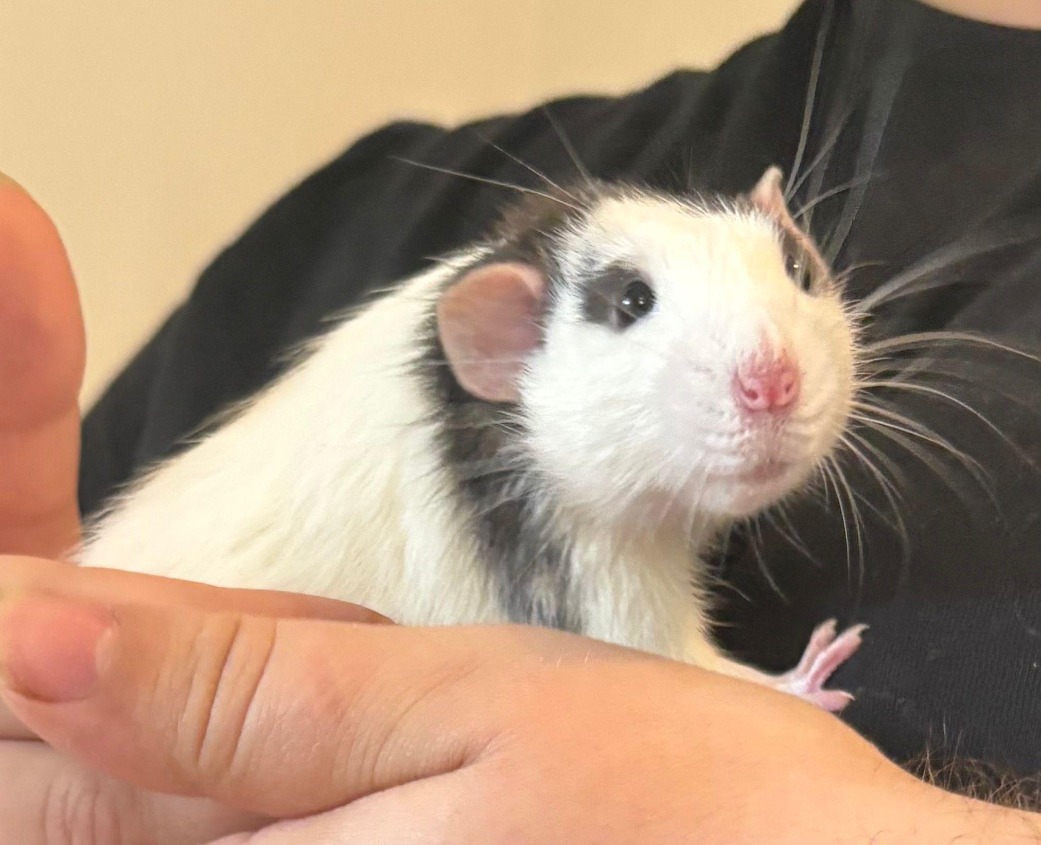 Nox, Peridot, Zircon & Obsidian, ADOPTABLE, Young Male Rat.