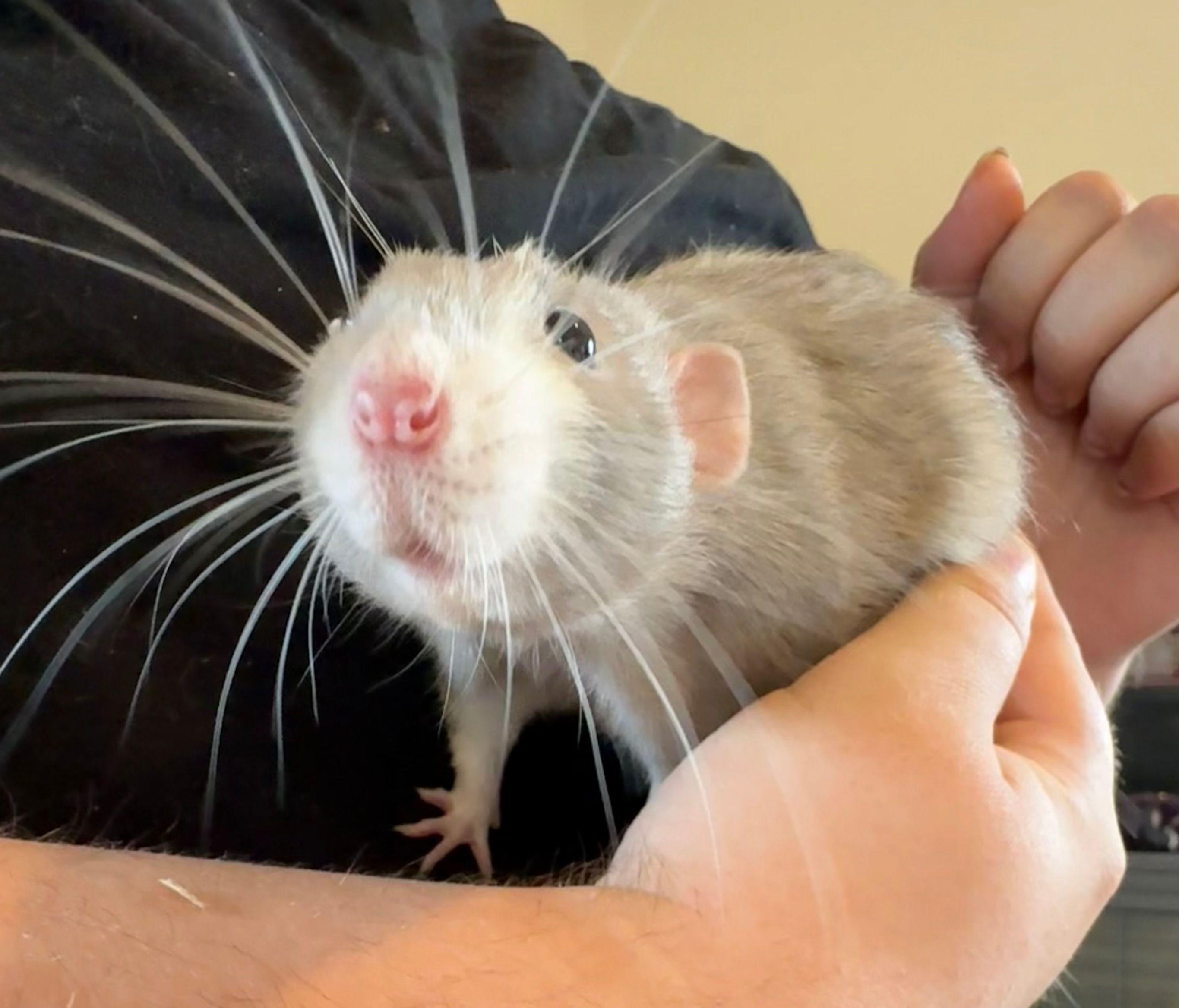 Enlarge Nox, Peridot, Zircon & Obsidian, a ADOPTABLE Rat in Eugene, OR image 3/6