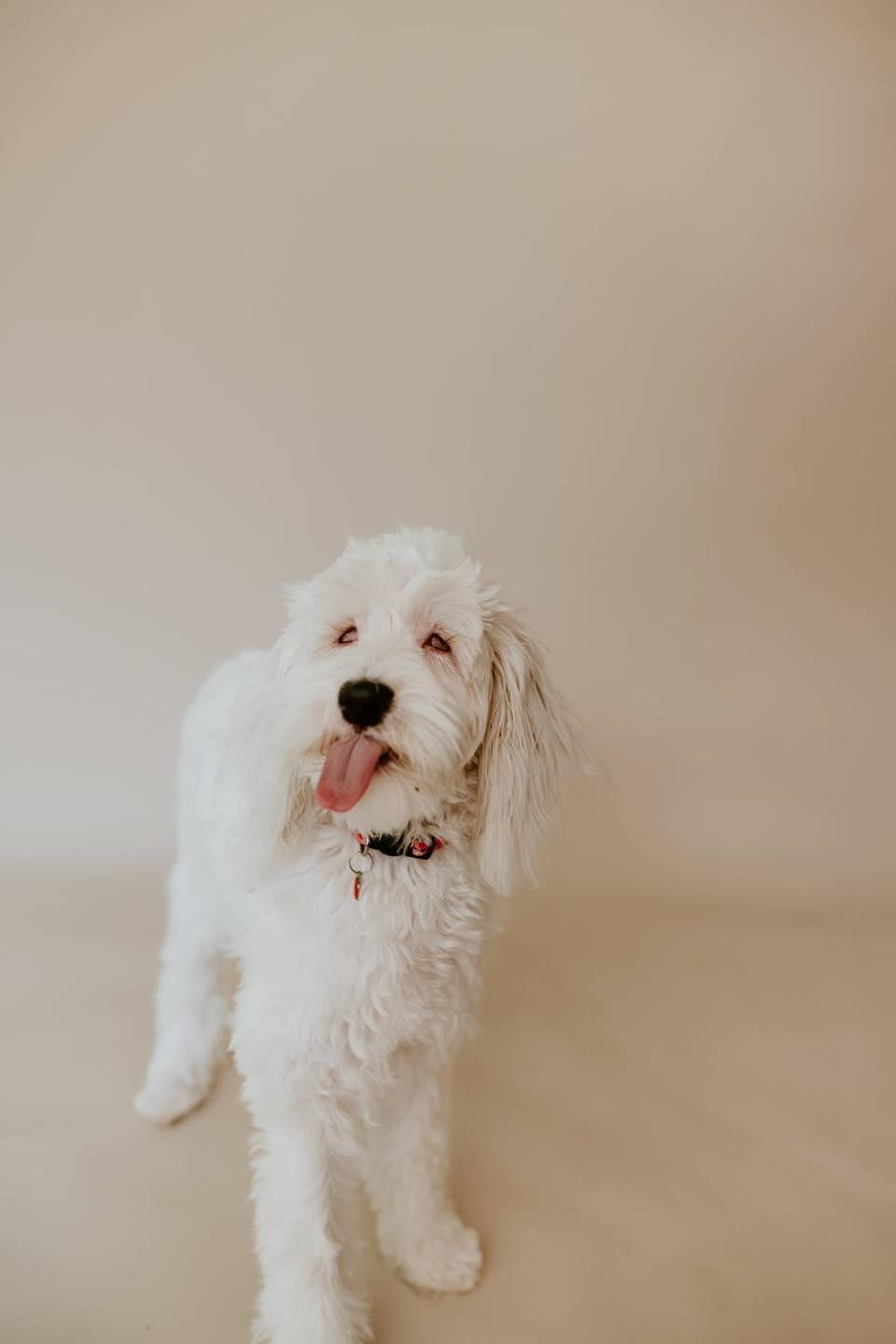 Evie, an adoptable Cockapoo, Cocker Spaniel in Oklahoma City, OK, 73109 | Photo Image 5