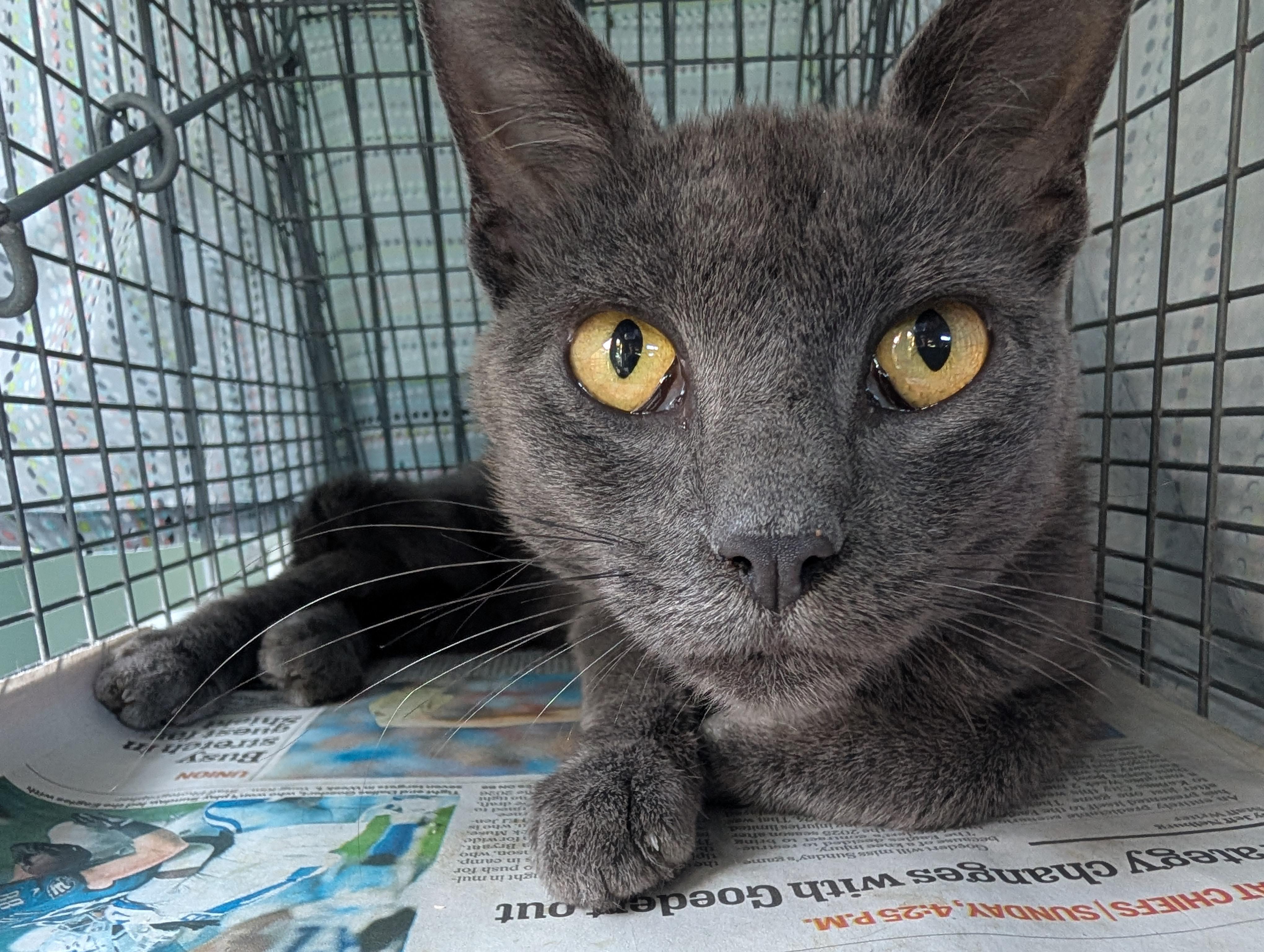Wattson, a ADOPTABLE Russian Blue in Cedars, PA image 1/2