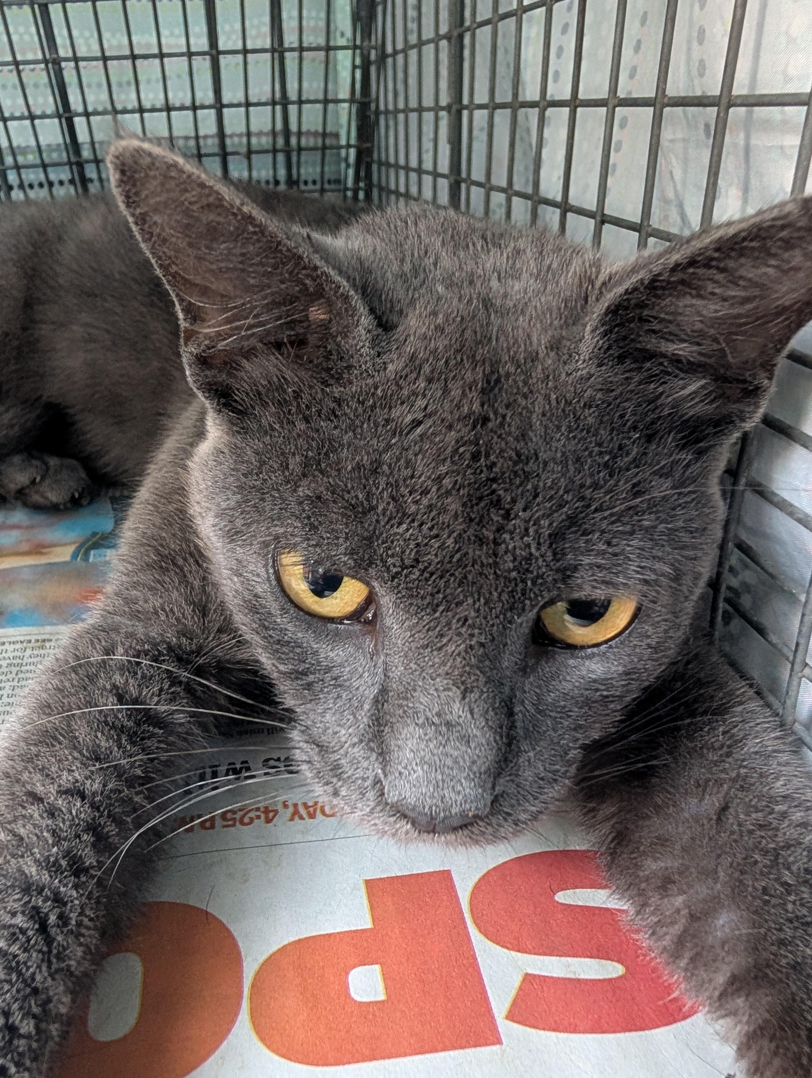 Wattson, a ADOPTABLE Russian Blue in Cedars, PA image 2/2