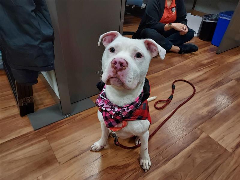 Beemo, Adopted, Adult Male Pit Bull Terrier.