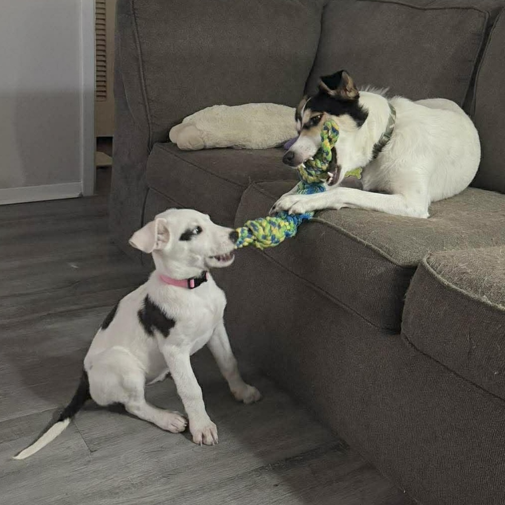 Enlarge Seraphina, an adopted mixed breed in Seattle, WA image 5/6