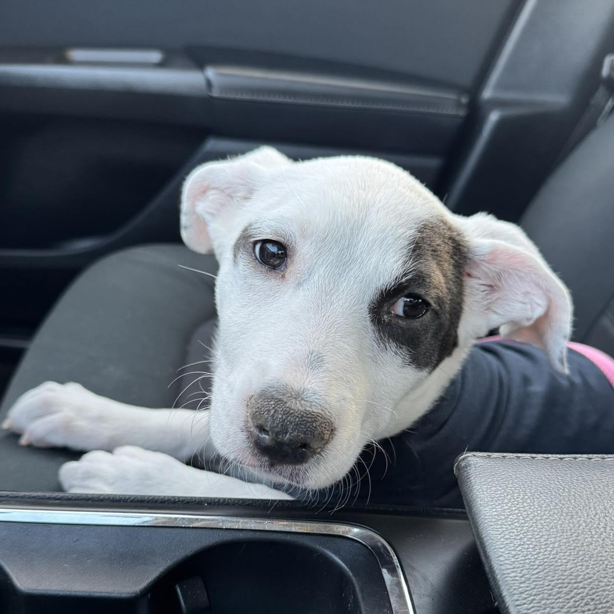 Enlarge Seraphina, an adopted mixed breed in Seattle, WA image 6/6