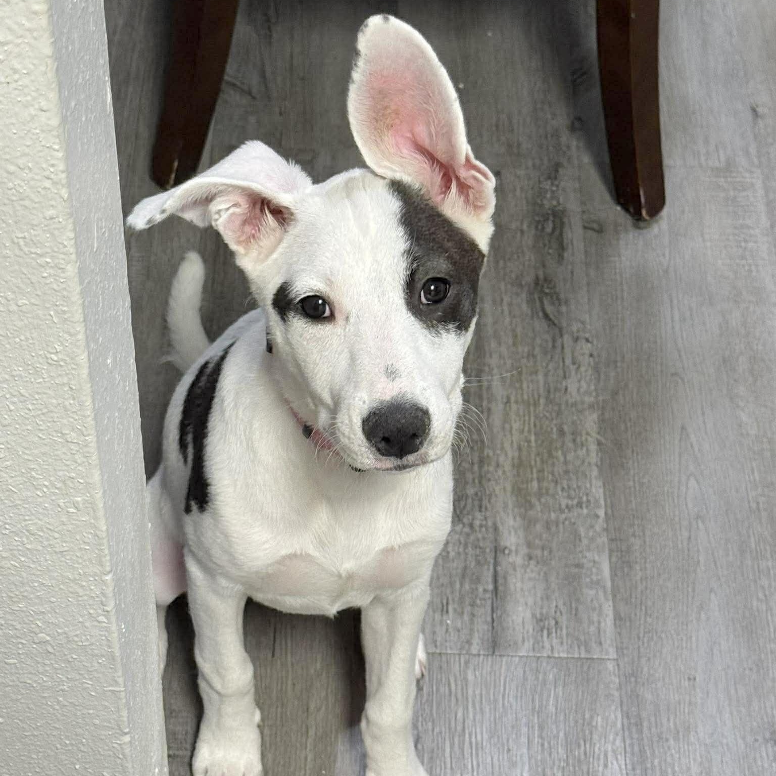 Seraphina, adopted, Puppy Female Terrier & Retriever.