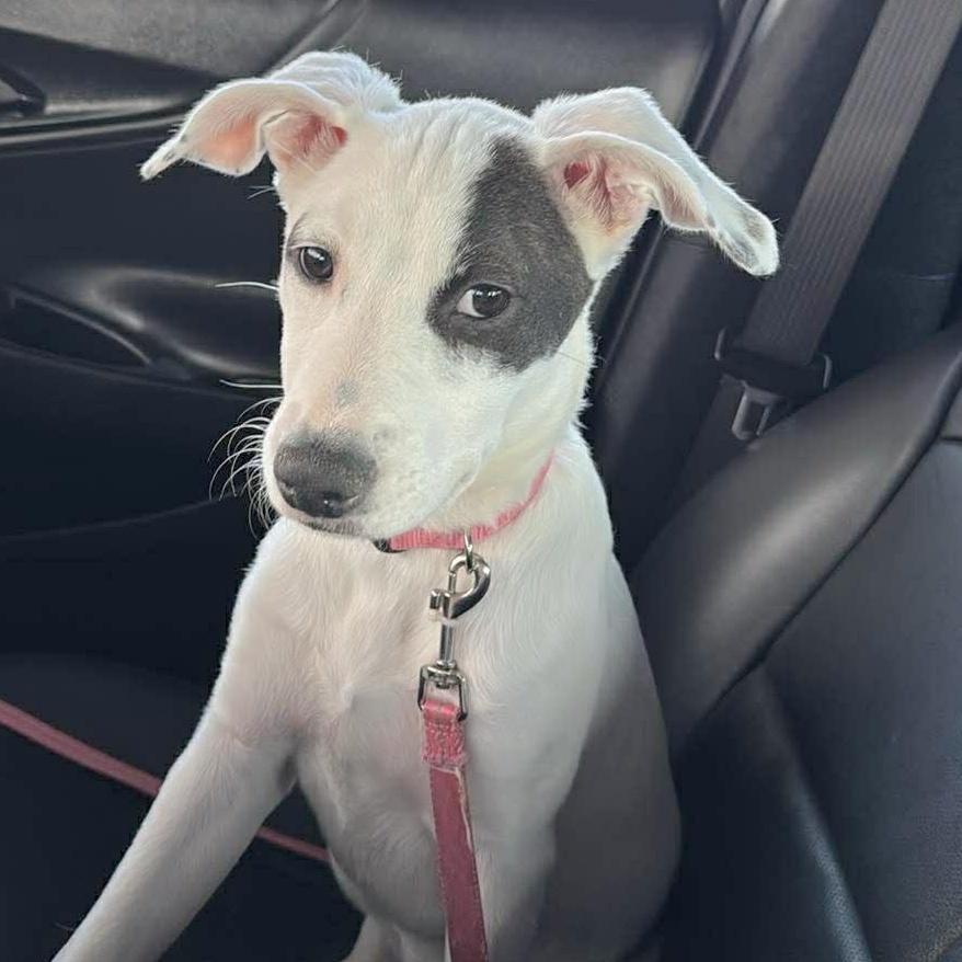 Enlarge Seraphina, an adopted mixed breed in Seattle, WA image 2/6