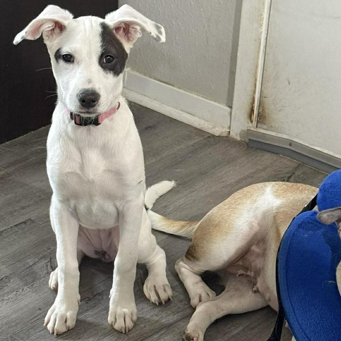 Enlarge Seraphina, an adopted mixed breed in Seattle, WA image 3/6