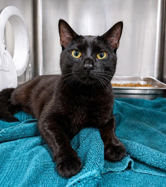 ASH, Adoptable, Young Male Domestic Short Hair.