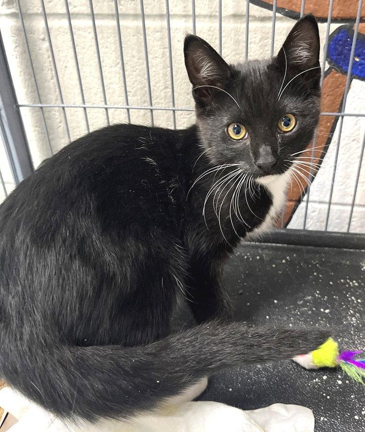 Leo, Adopted, Kitten Male Tuxedo.