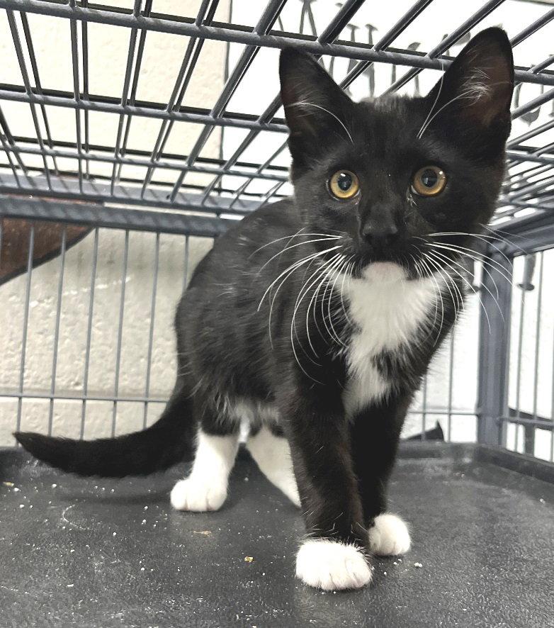 Leo, a Adopted Tuxedo in Carrollton, GA image 2/3