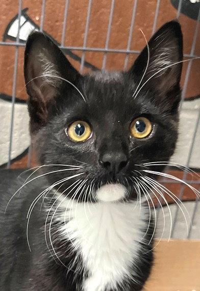 Leo, a Adopted Tuxedo in Carrollton, GA image 3/3