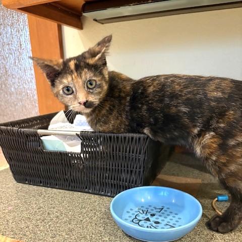 Enlarge Tiffany, a ADOPTABLE mixed breed in Long Beach, WA image 2/4