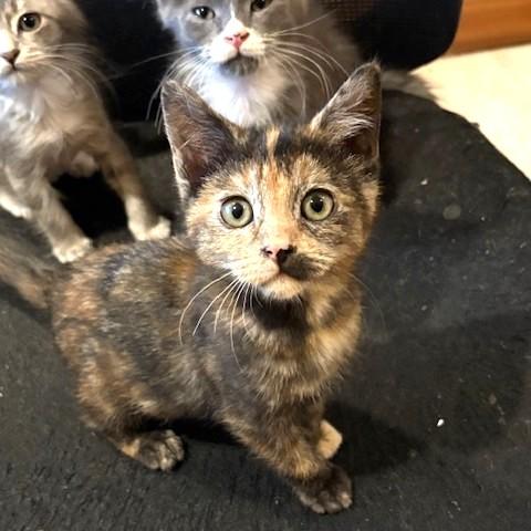 Enlarge Tiffany, a ADOPTABLE mixed breed in Long Beach, WA image 3/4