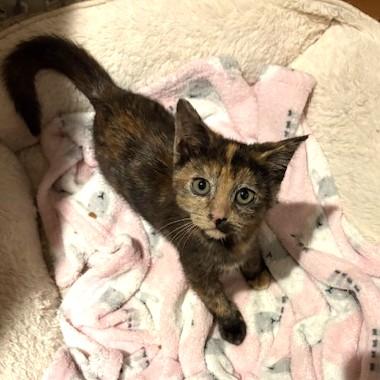 Enlarge Tiffany, a ADOPTABLE mixed breed in Long Beach, WA image 4/4