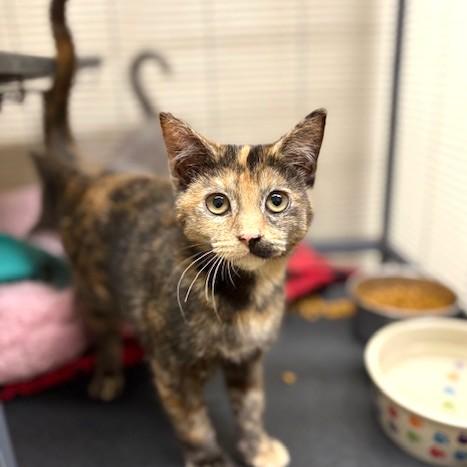 Tiffany, ADOPTABLE, Kitten Female Domestic Short Hair & Tortoiseshell.