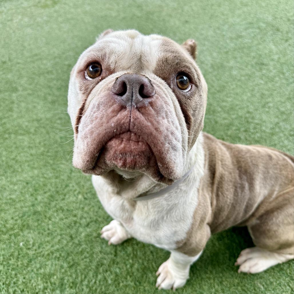 Enlarge Squash, a Adoptable American Bulldog in Long Beach, CA image 1/1