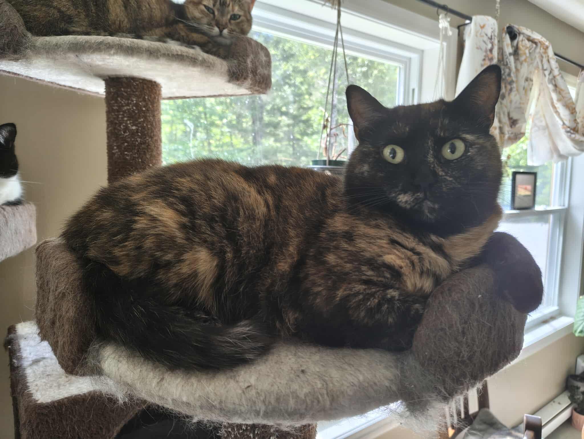 Minnie Mouse (f) & Jupiter (f) 3 and 4 yrs Bonded girls, a Adoptable mixed breed in Ottawa, ON image 3/6