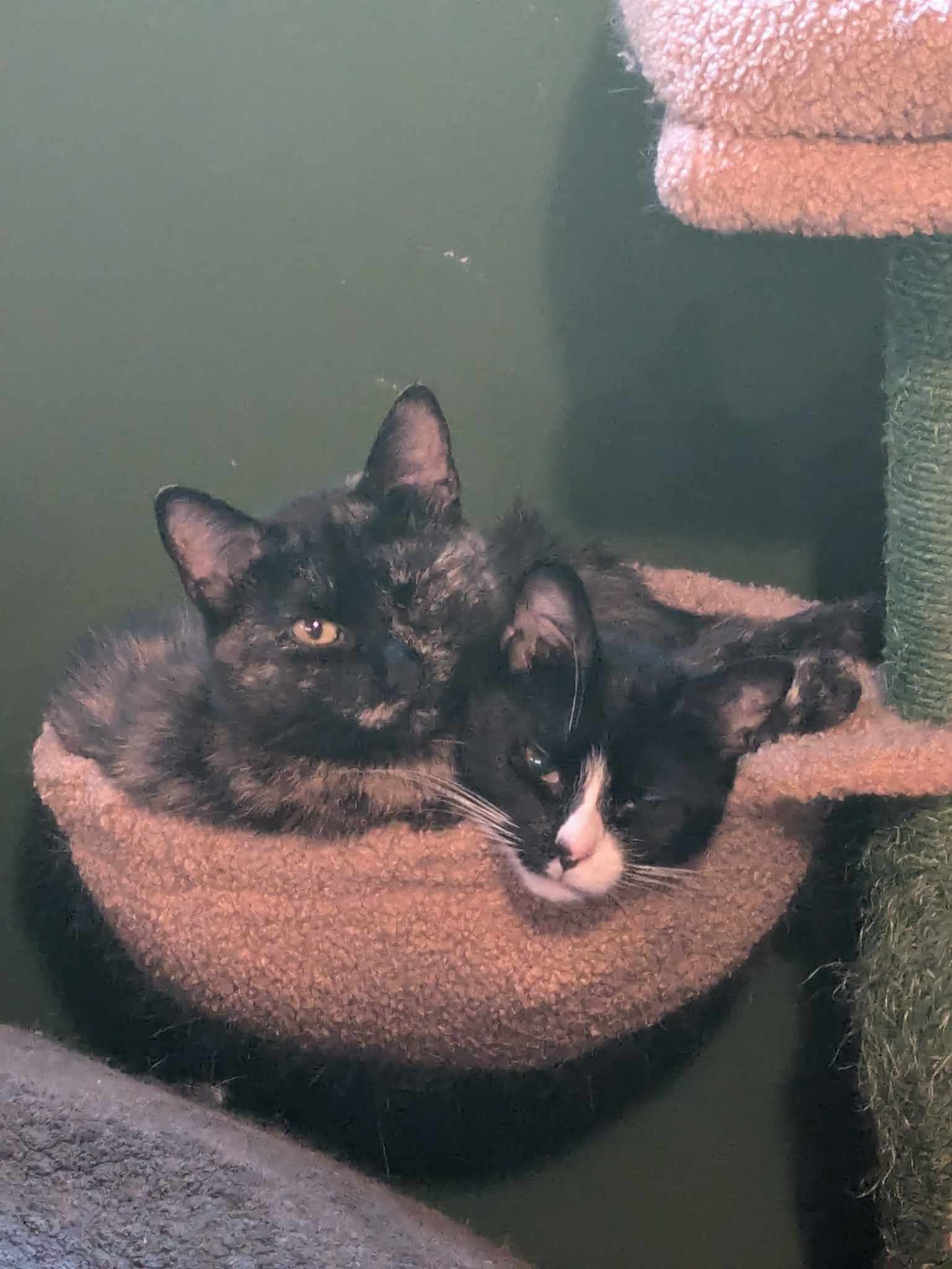 Minnie Mouse (f) & Jupiter (f) 3 and 4 yrs Bonded girls, a Adoptable mixed breed in Ottawa, ON image 1/6