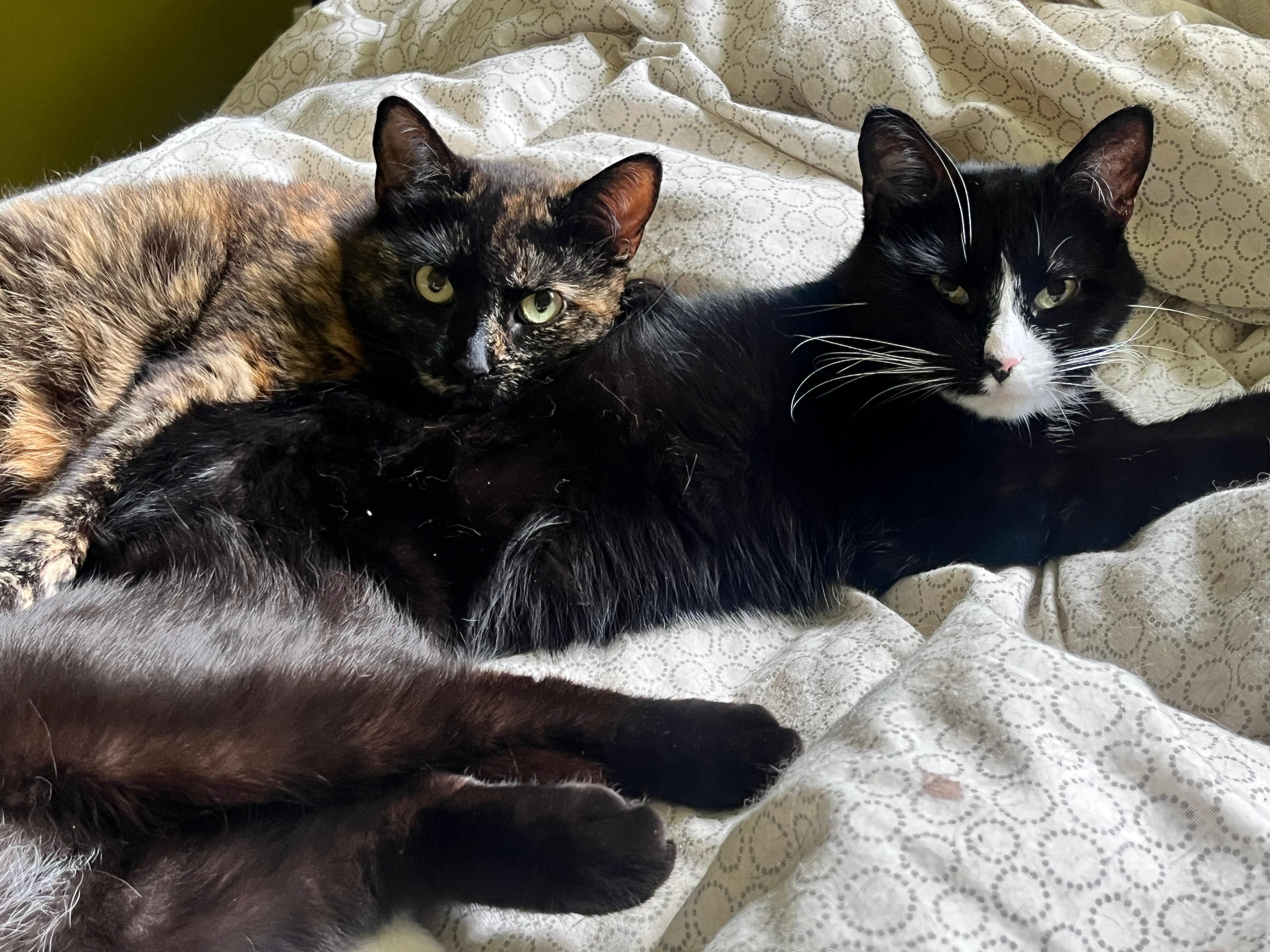 Minnie Mouse (f) & Jupiter (f) 2 and 3 yrs Bonded girls, Adult Female Domestic Short Hair