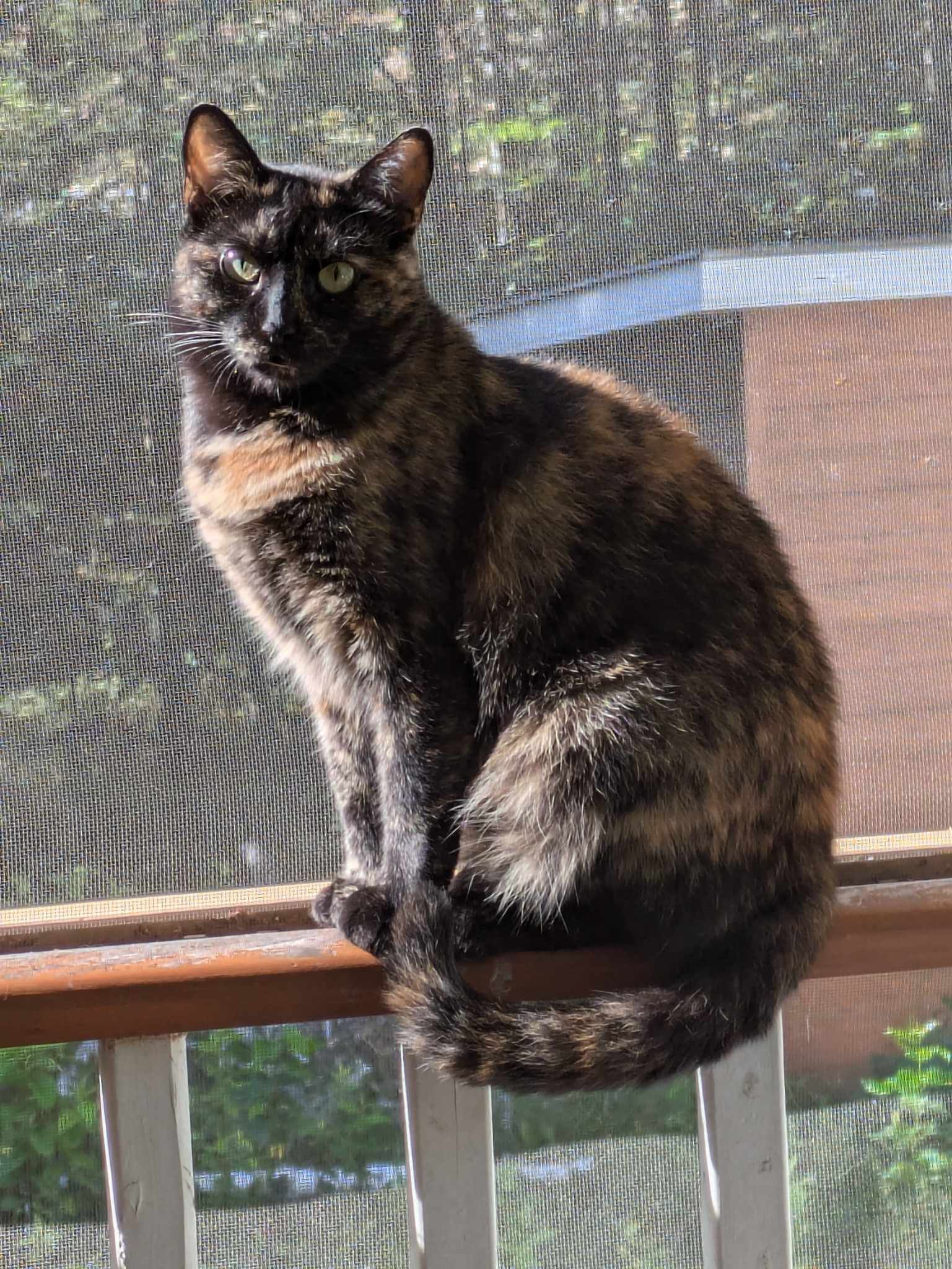 Minnie Mouse (f) & Jupiter (f) 3 and 4 yrs Bonded girls, an adoptable Domestic Short Hair, Tortoiseshell in Ottawa, ON, K4A 0P3 | Photo Image 6