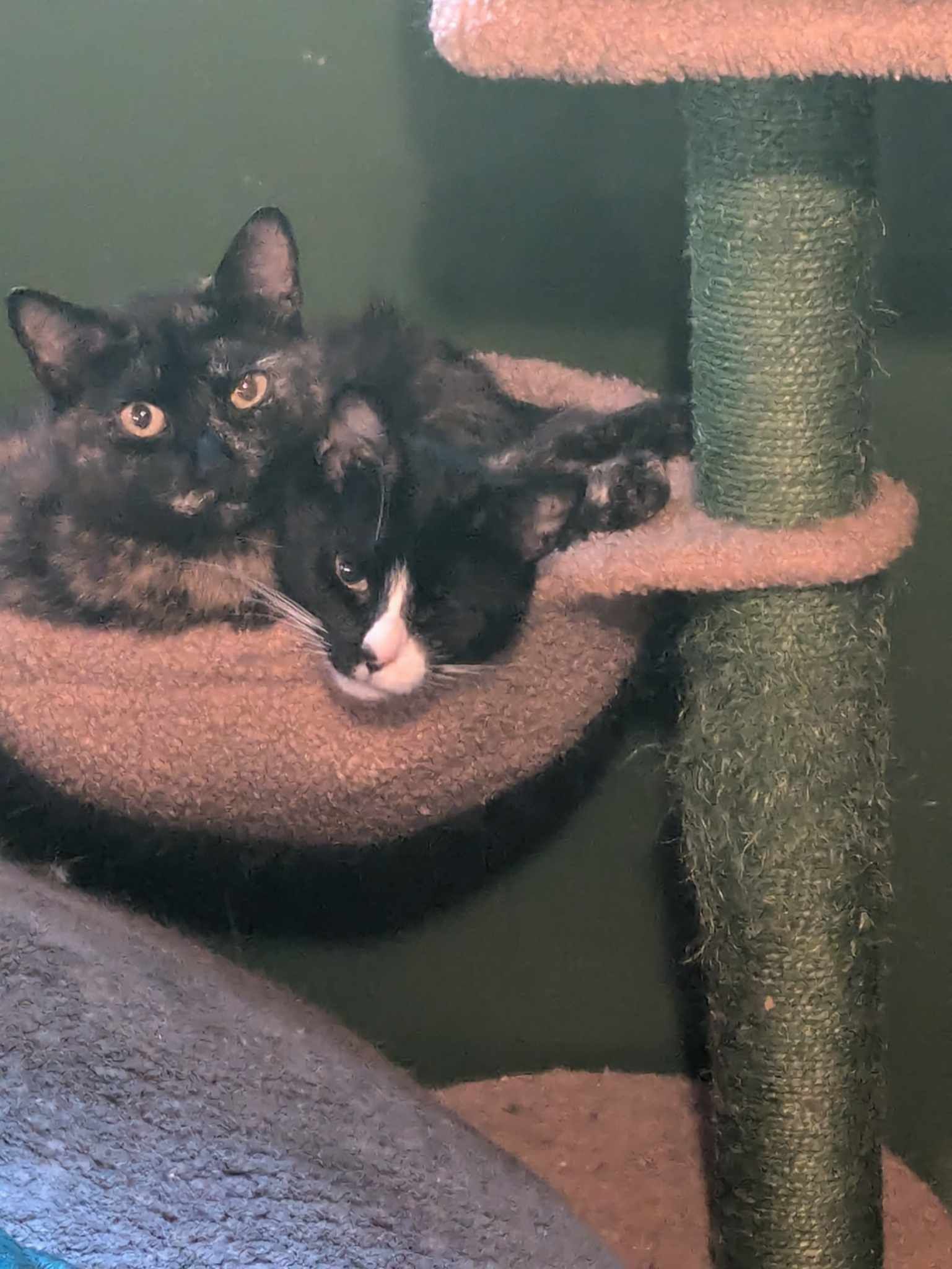 Minnie Mouse (f) & Jupiter (f) 2 and 3 yrs Bonded girls photo 5