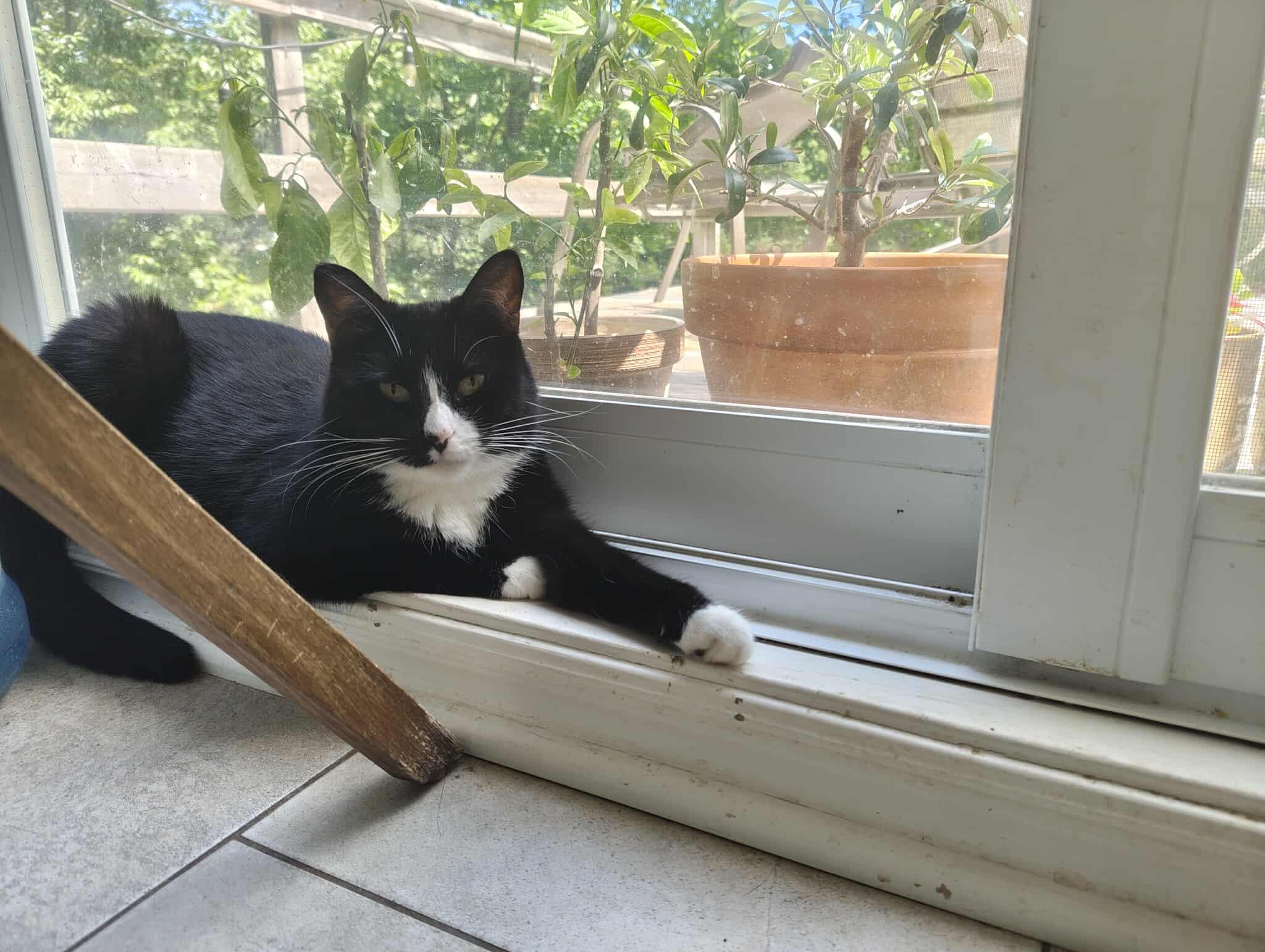 Minnie Mouse (f) & Jupiter (f) 3 and 4 yrs Bonded girls, a Adoptable mixed breed in Ottawa, ON image 2/6