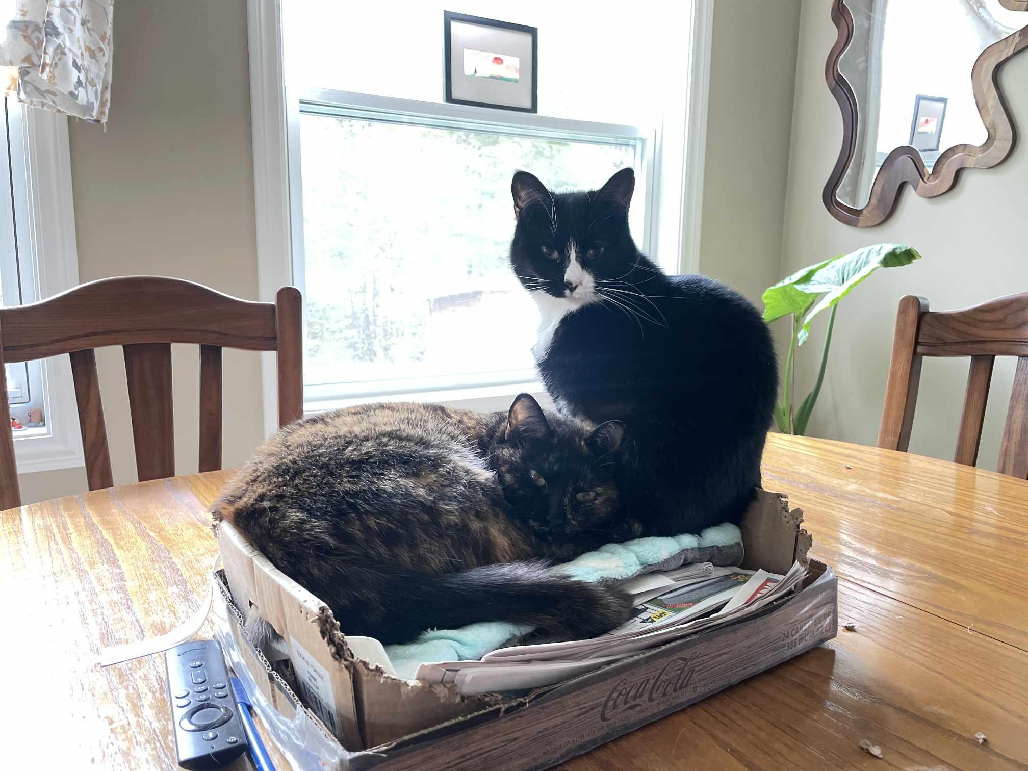 Minnie Mouse (f) & Jupiter (f) 2 and 3 yrs Bonded girls, an adoptable Domestic Short Hair, Tortoiseshell in Ottawa, ON, K4A 0P3 | Photo Image 2