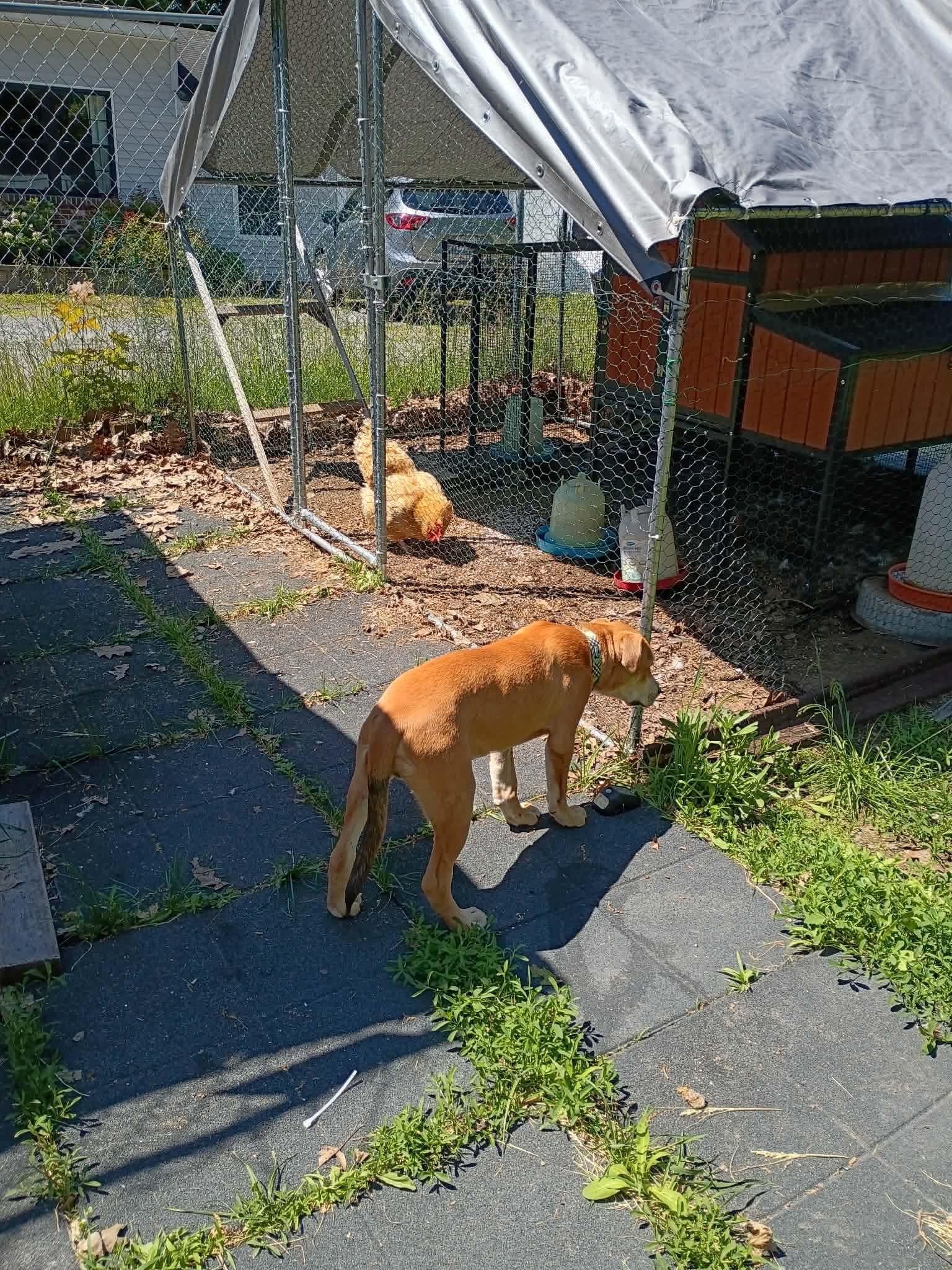 Enlarge Colin, a Adoptable mixed breed in Augusta, ME image 1/6