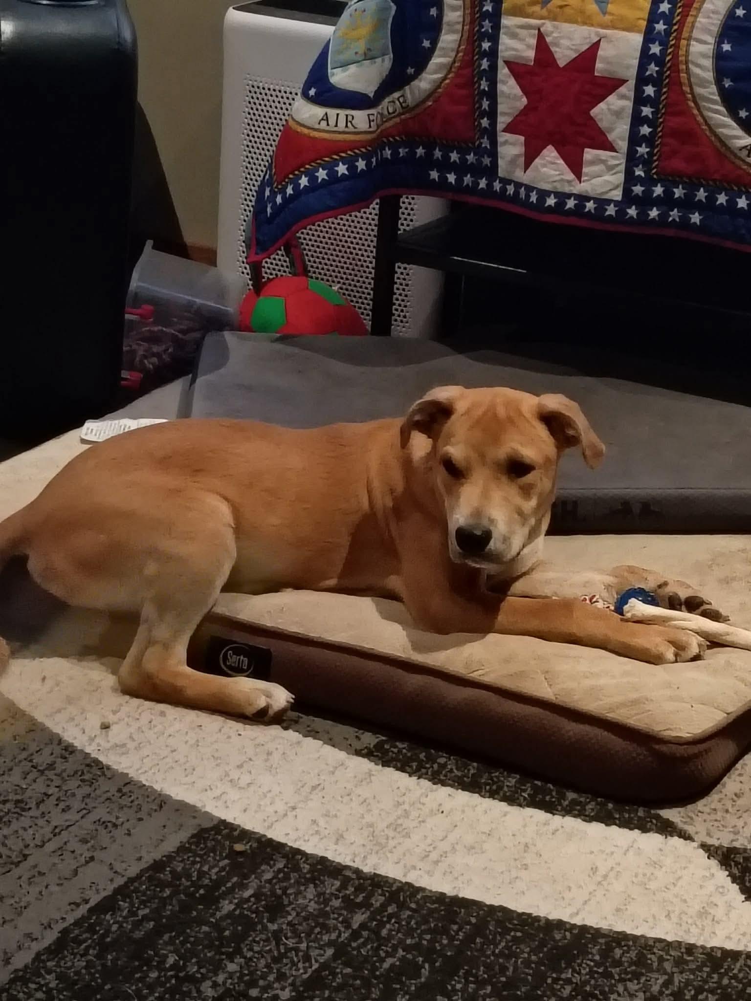 Enlarge Colin, a Adoptable mixed breed in Augusta, ME image 3/6