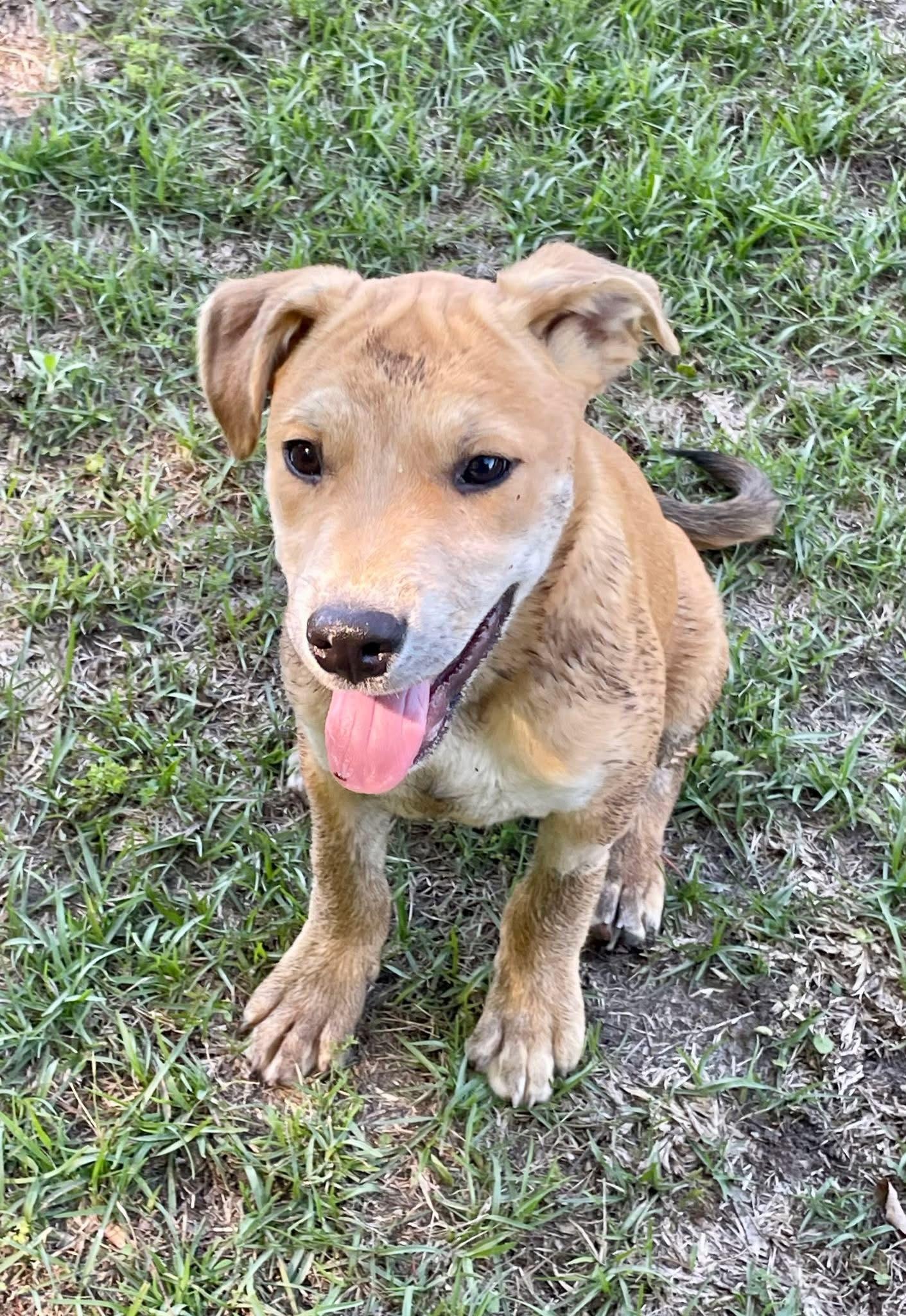 Enlarge Colin, a Adoptable mixed breed in Augusta, ME image 4/6
