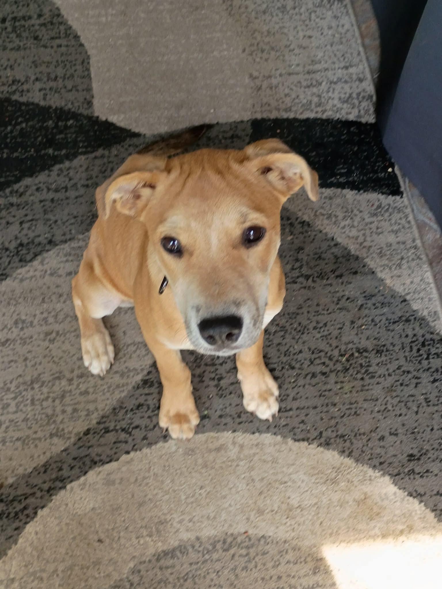 Enlarge Colin, a Adoptable mixed breed in Augusta, ME image 5/6