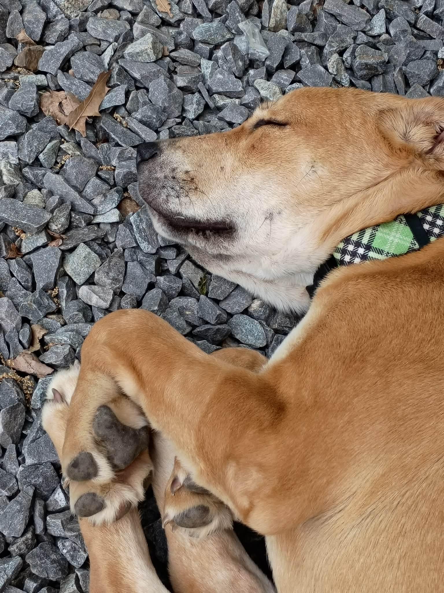 Enlarge Colin, a Adoptable mixed breed in Augusta, ME image 6/6