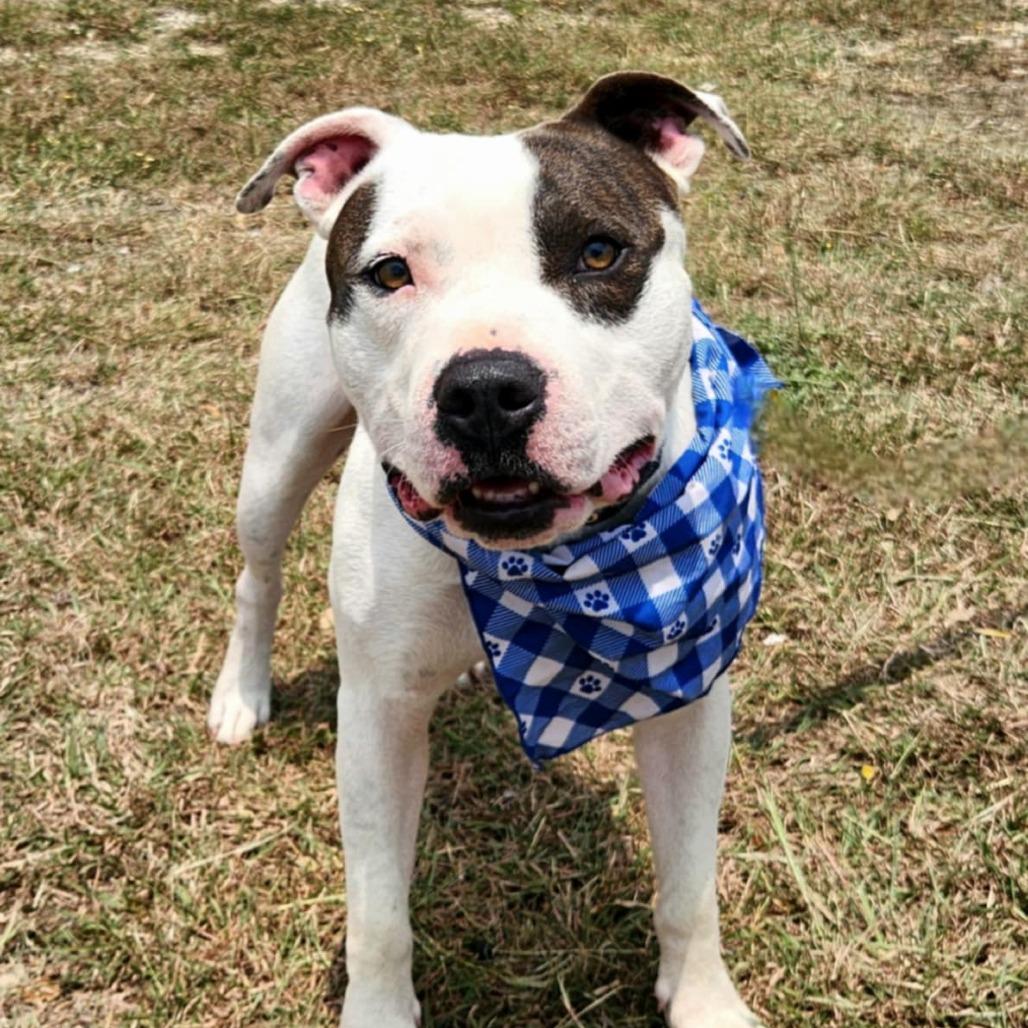 Armstrong JuM, Young Male Pit Bull Terrier
