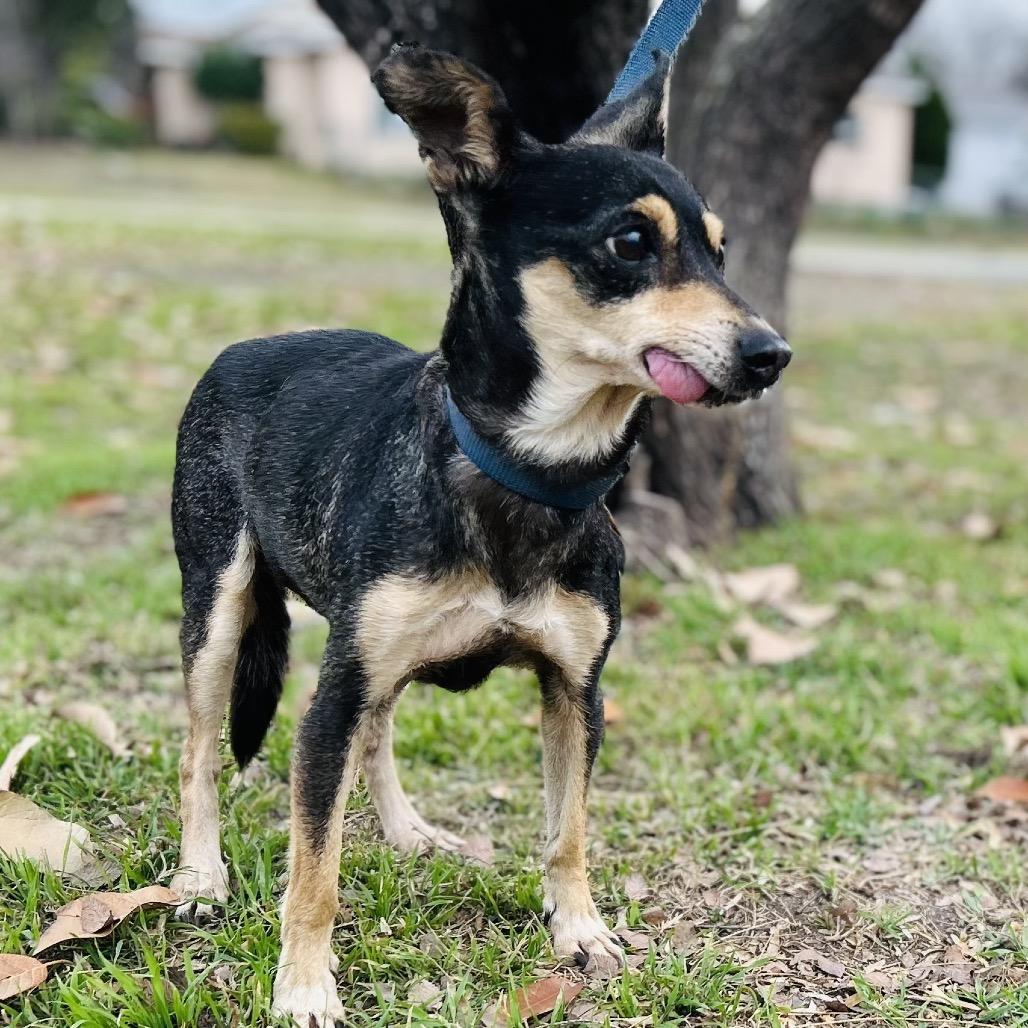 Chiquita, Adoptable, Senior Female Chihuahua.
