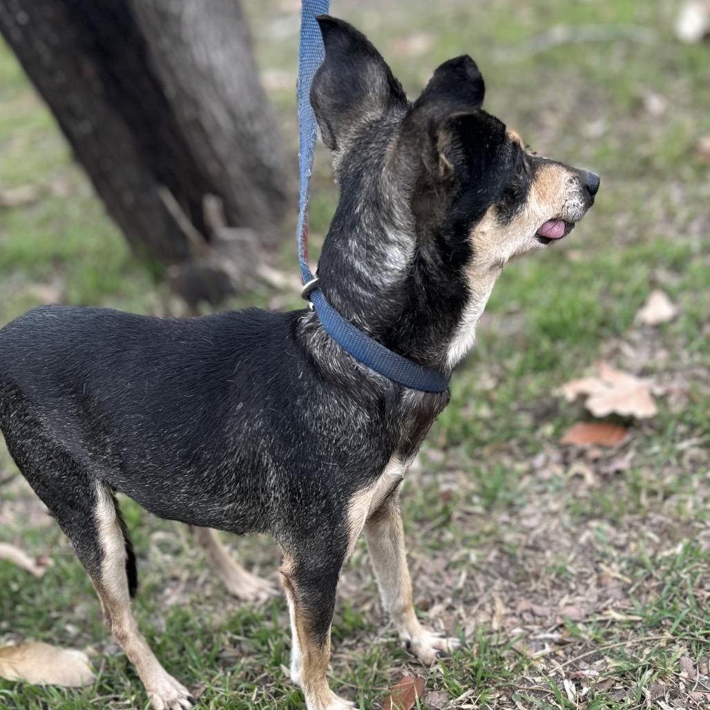 Enlarge Chiquita, a Adoptable Chihuahua in San Antonio, TX image 2/5