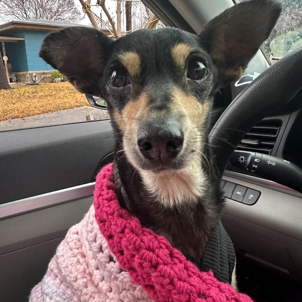 Enlarge Chiquita, a Adoptable Chihuahua in San Antonio, TX image 3/5