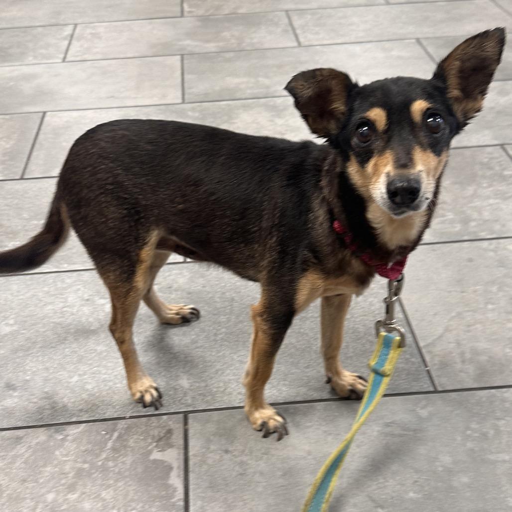 Enlarge Chiquita, a Adoptable Chihuahua in San Antonio, TX image 4/5