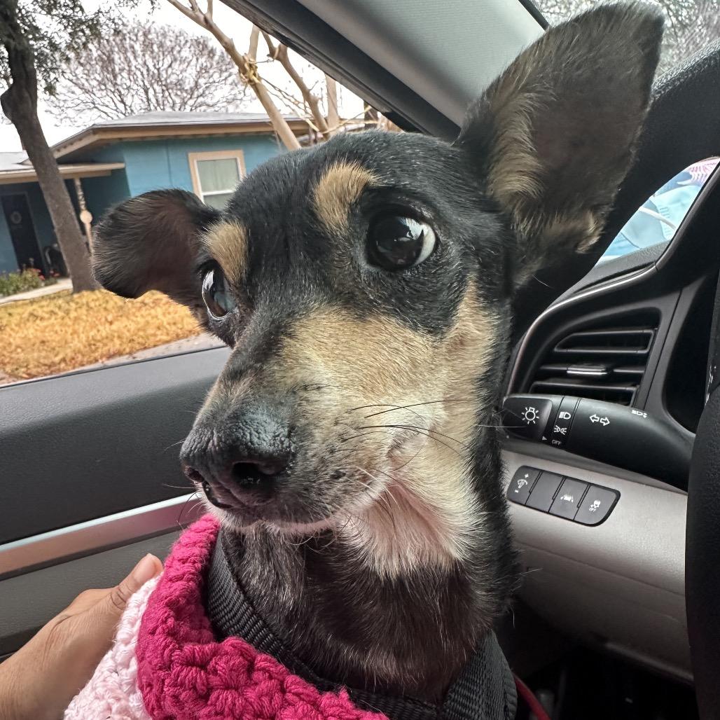 Enlarge Chiquita, a Adoptable Chihuahua in San Antonio, TX image 5/5