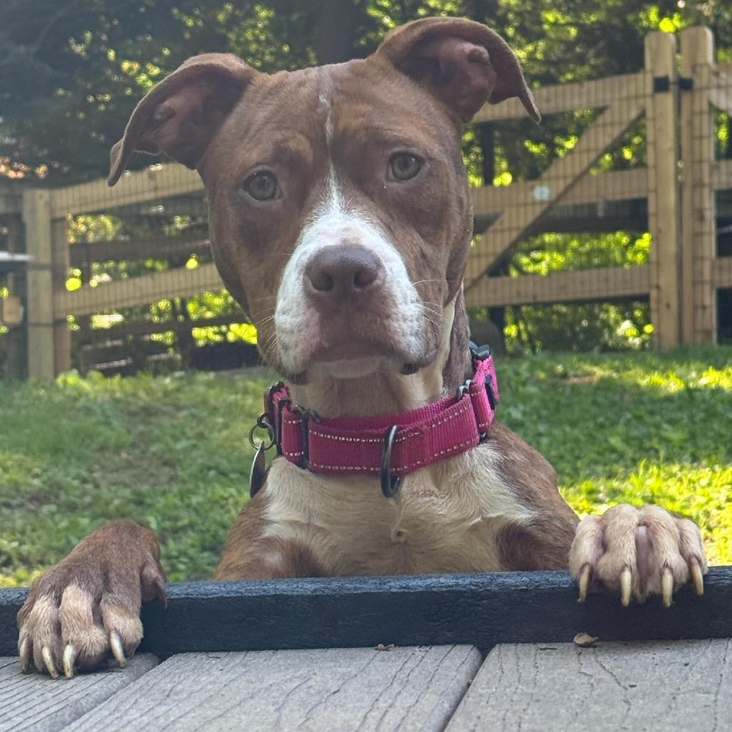 Enlarge Diva, a Adoptable Pit Bull Terrier in West Chester, PA image 1/6