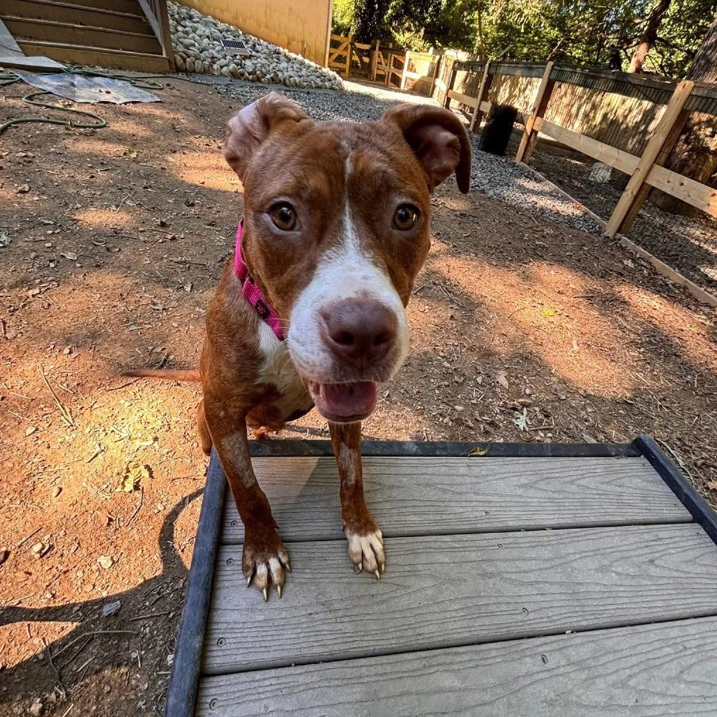 Enlarge Diva, a Adoptable Pit Bull Terrier in West Chester, PA image 2/6