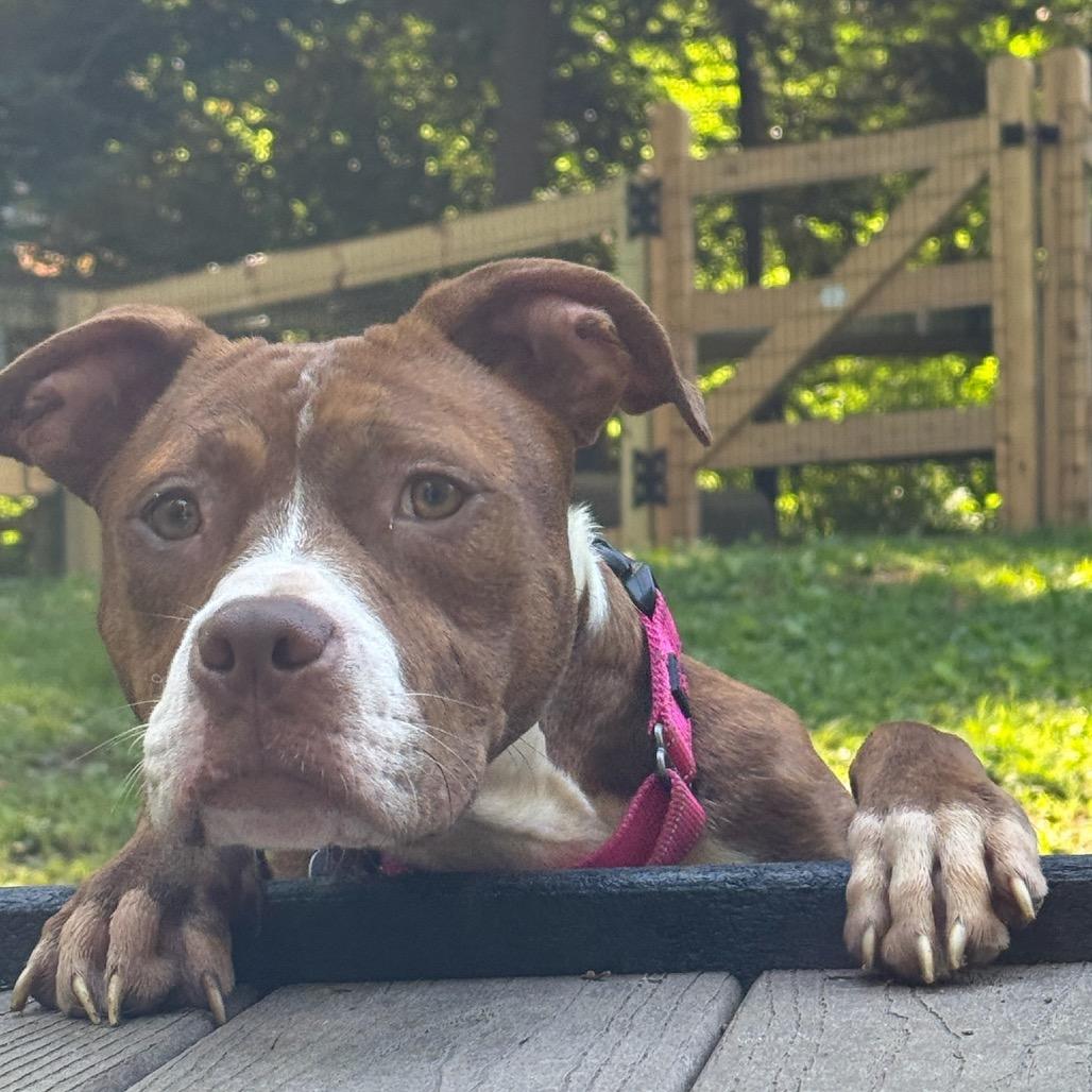 Enlarge Diva, a Adoptable Pit Bull Terrier in West Chester, PA image 5/6