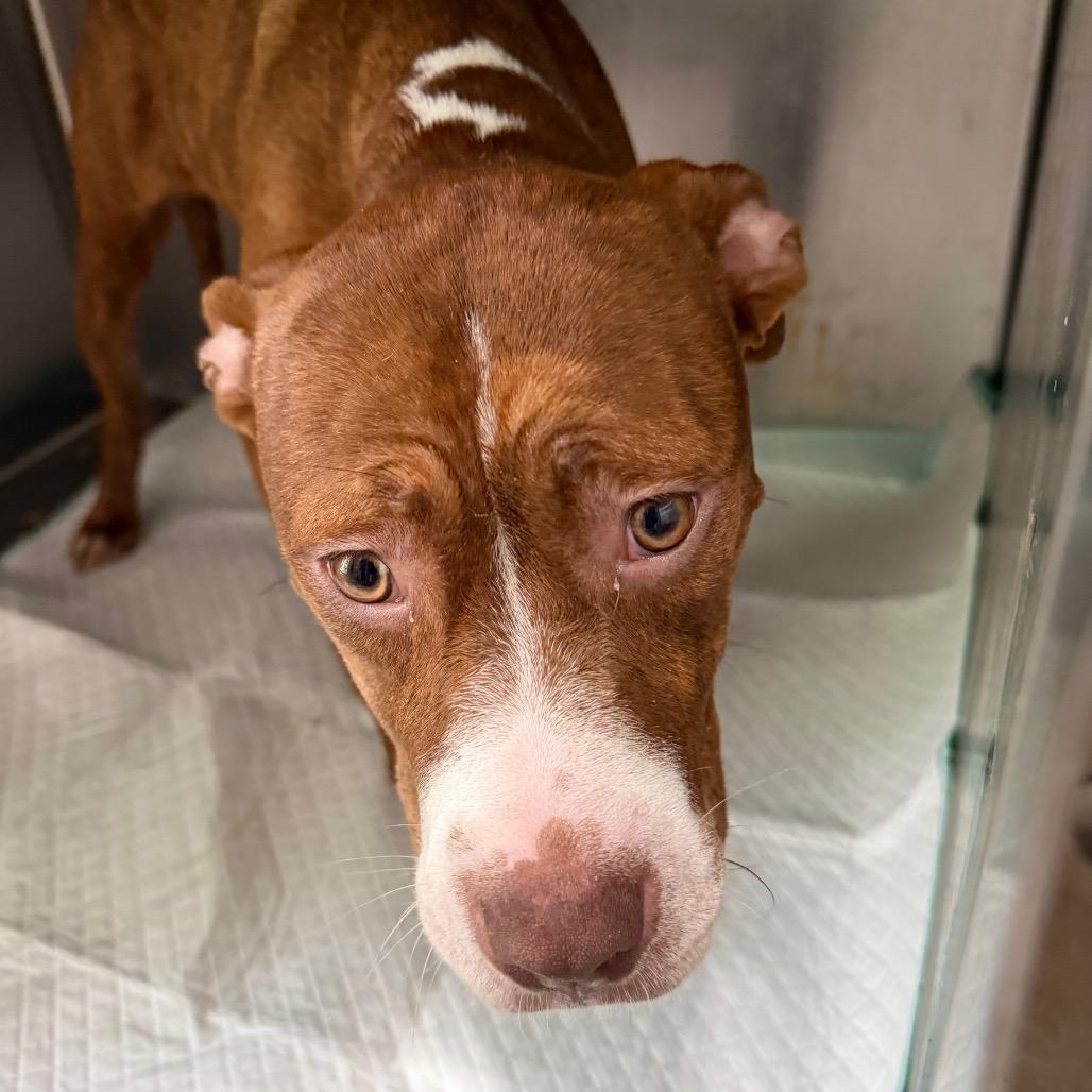 Enlarge Diva, a Adoptable Pit Bull Terrier in West Chester, PA image 6/6
