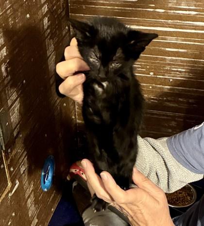 London, Adoptable, Young Female Domestic Short Hair & Domestic Short Hair.