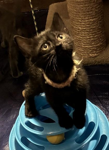 London, Adoptable, Young Female Domestic Short Hair & Domestic Short Hair.
