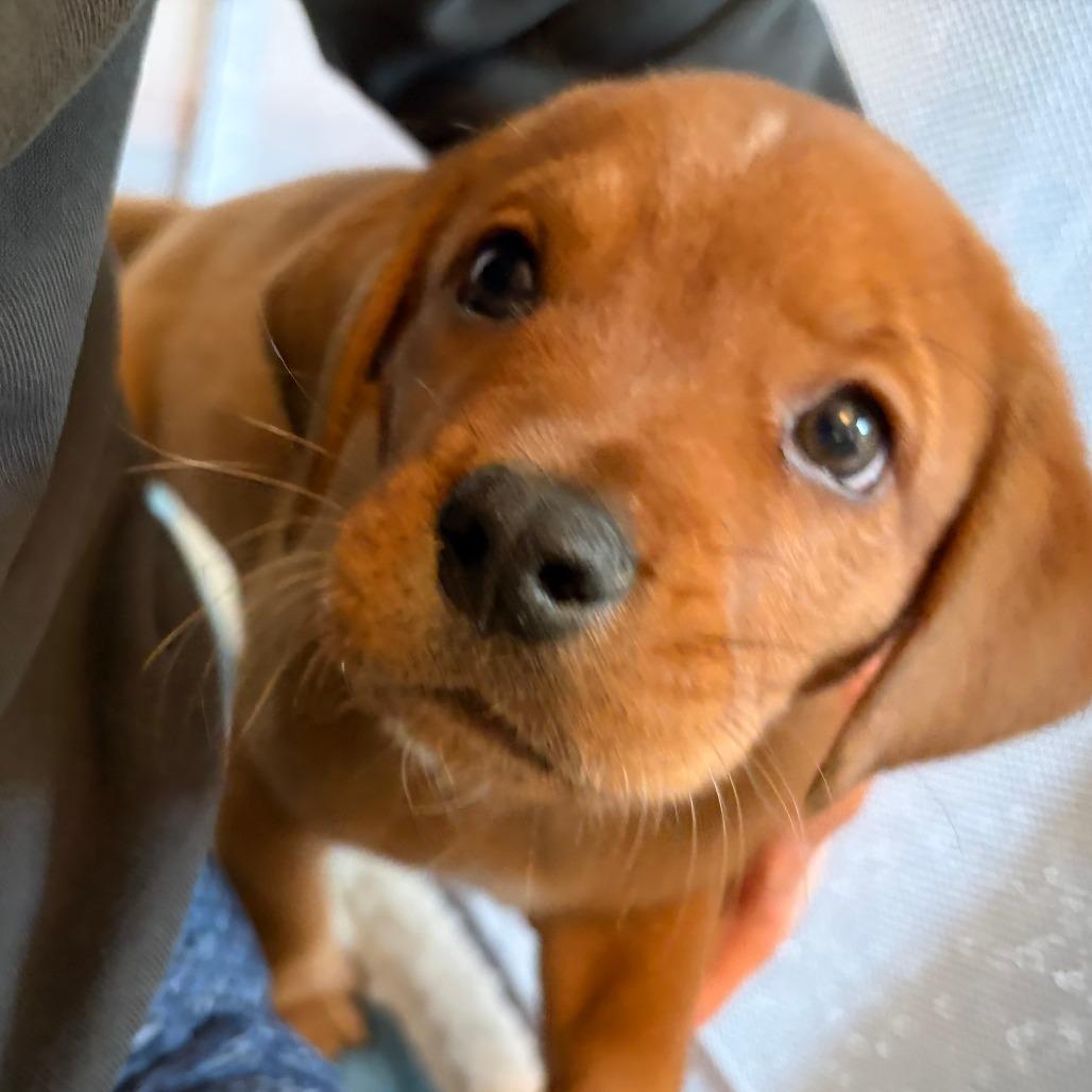Enlarge Oakley, a Adoptable mixed breed in Raleigh, NC image 2/6