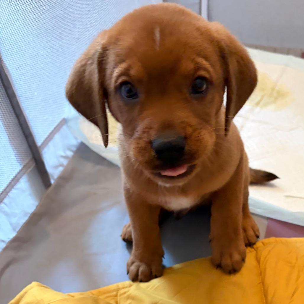 Enlarge Oakley, a Adoptable mixed breed in Raleigh, NC image 3/6