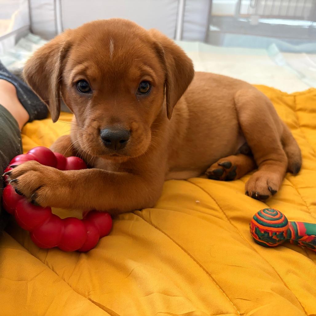 Enlarge Oakley, a Adoptable mixed breed in Raleigh, NC image 4/6
