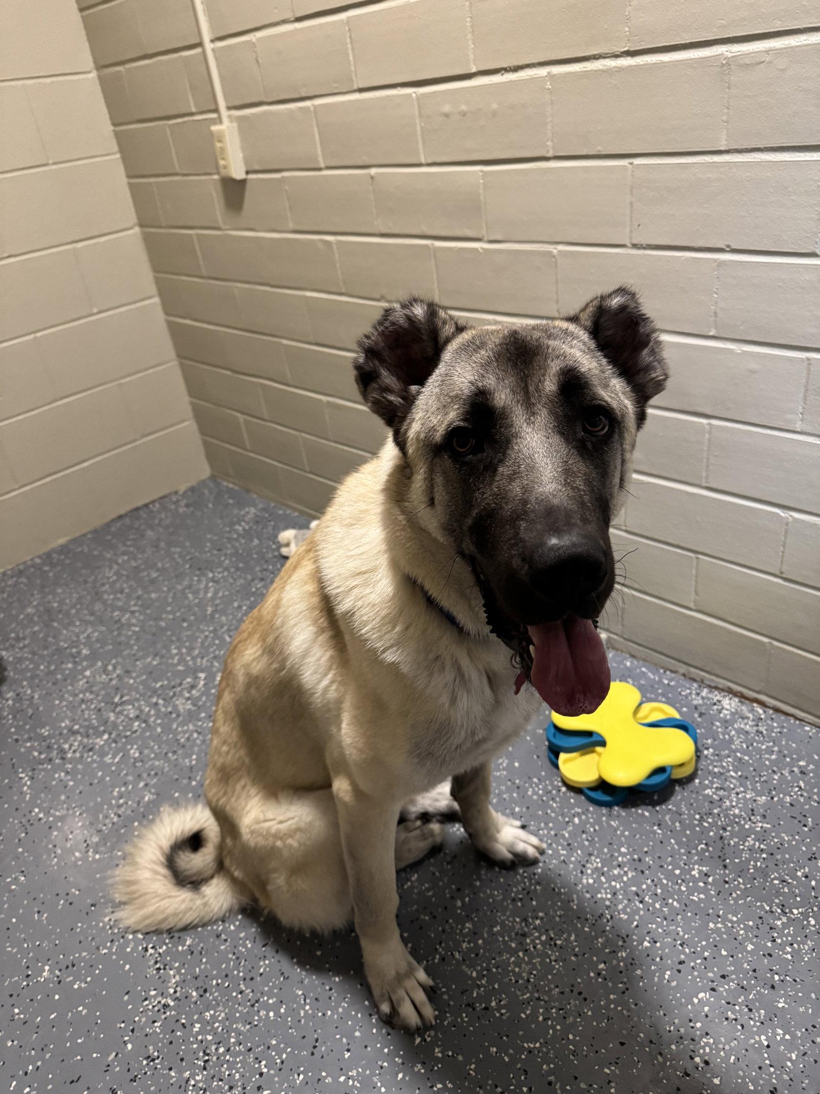 Enlarge Boga, a Adopted Mixed Breed in Cedar Rapids, IA image 1/1